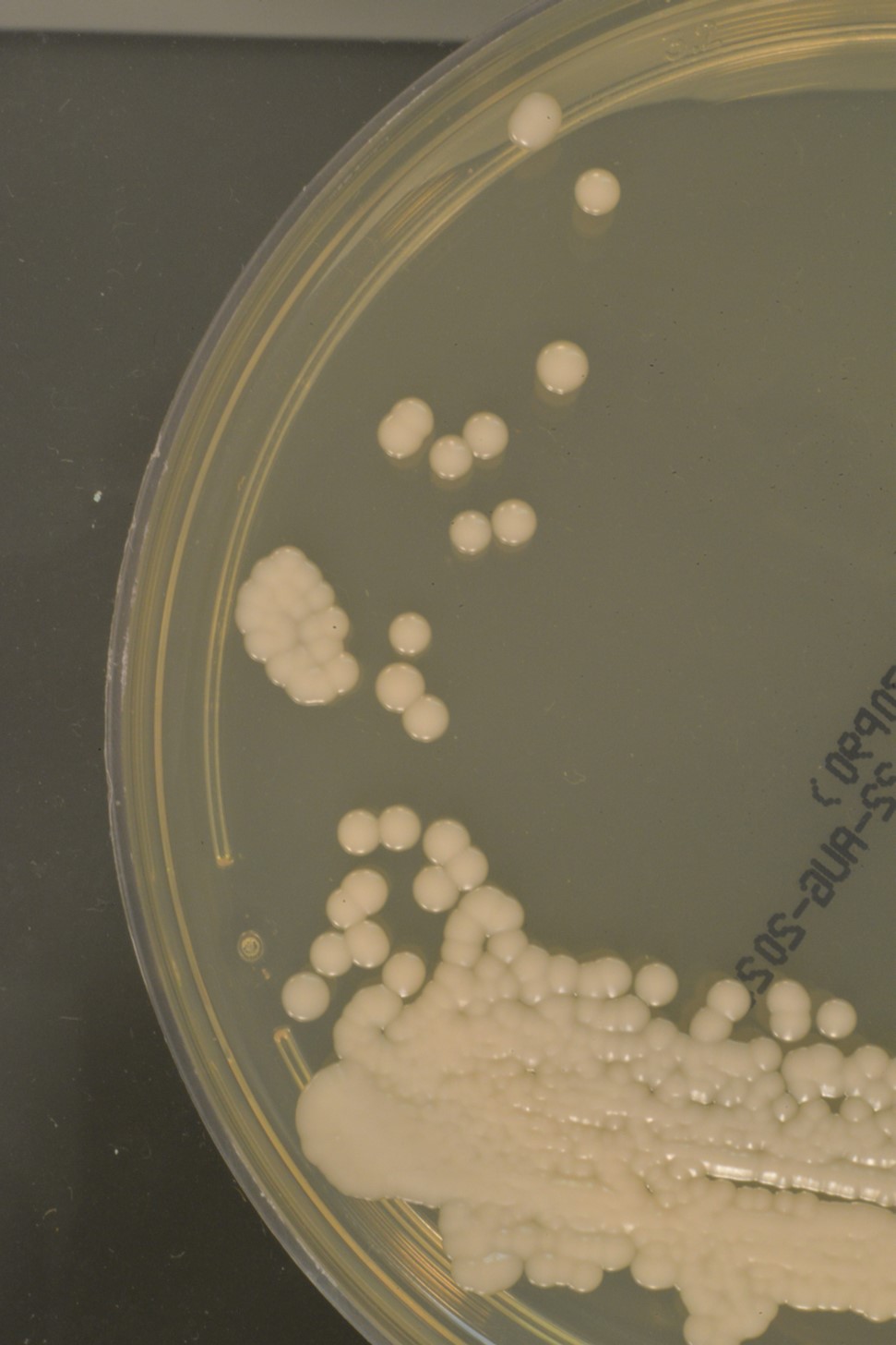 The novel type of Candida auris grown in a petri dish