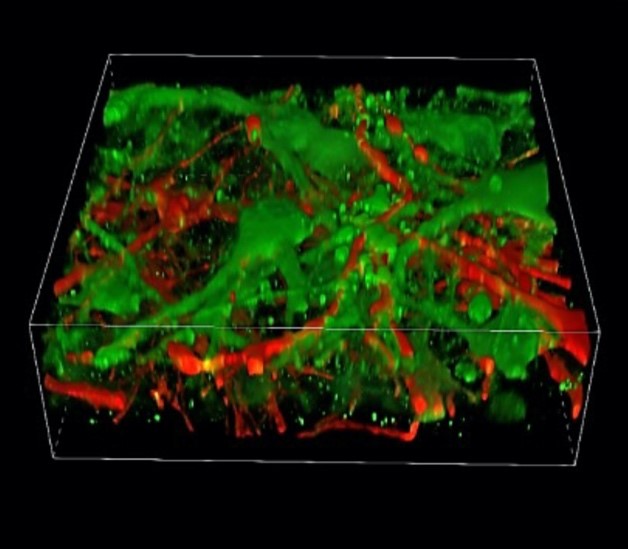 An image of the printed cells // Credit: Zhang Suchun, Duke-NUS