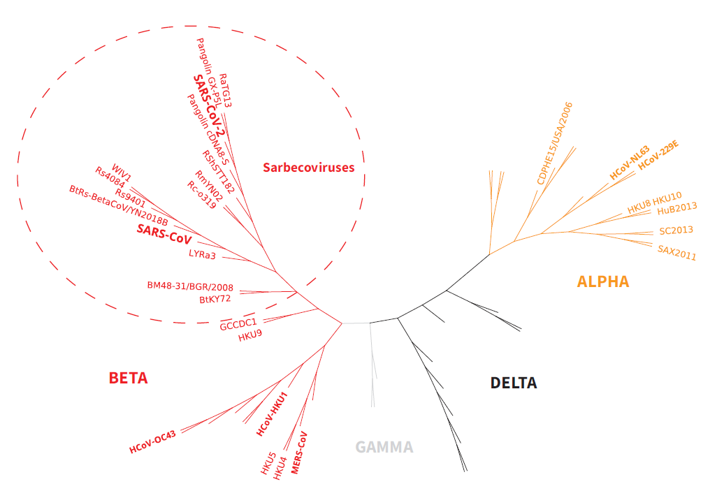 Coronavirus family
