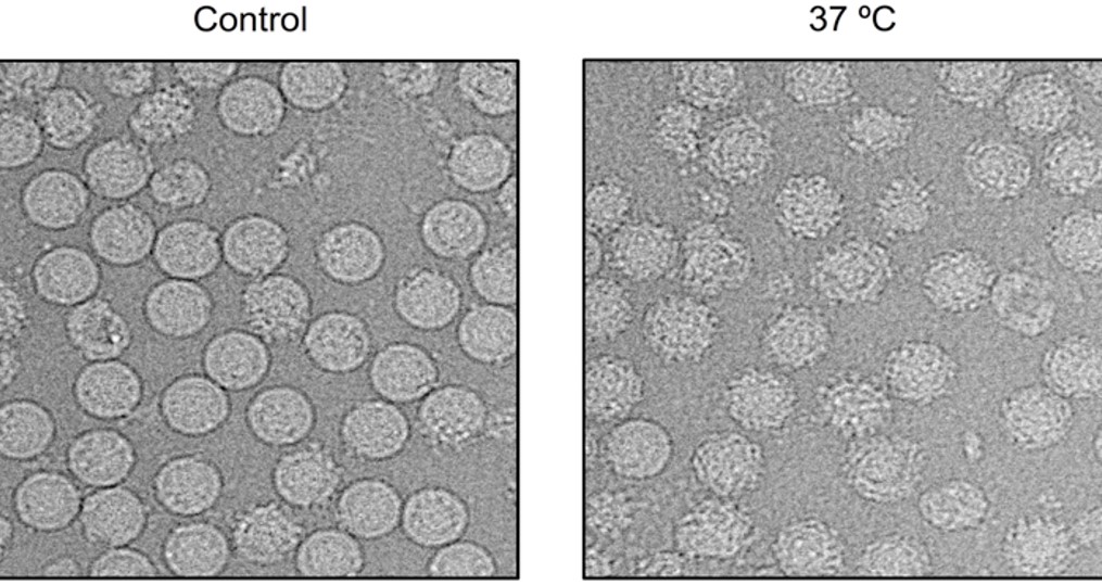 Dengue virus_structure