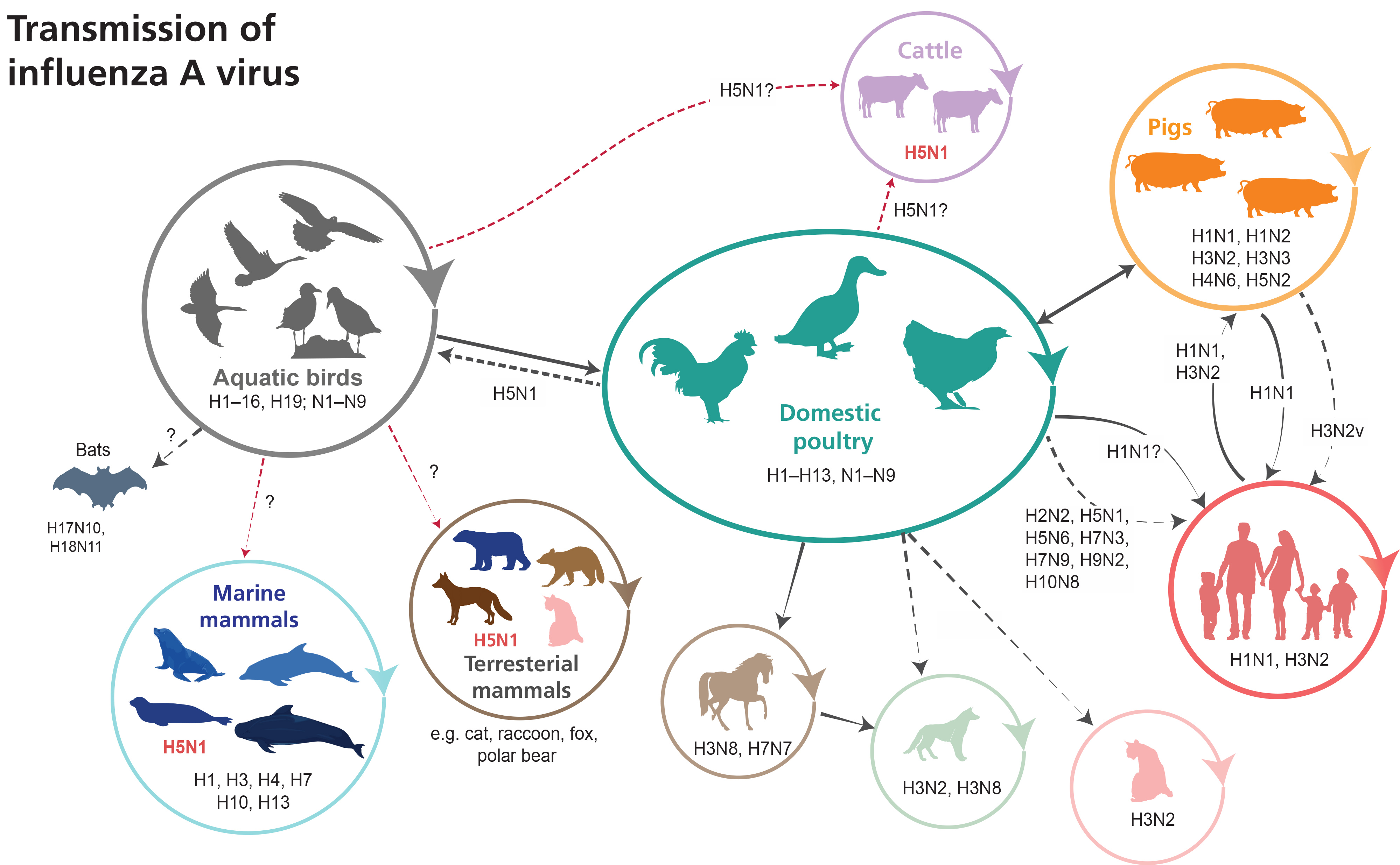H5N1 infographics_hosts