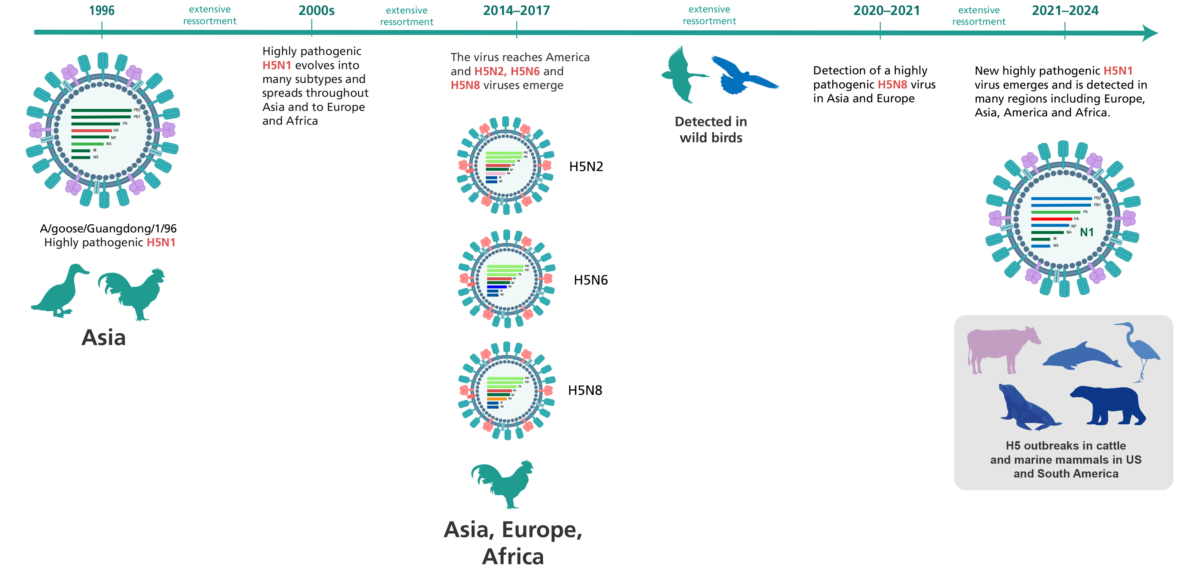 H5N1 evolution