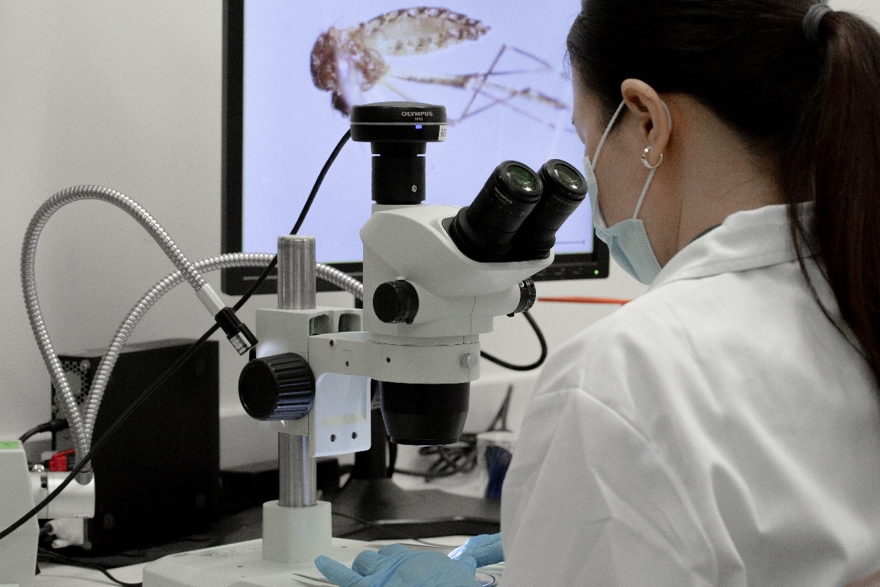 Microscope_dengue_insectary