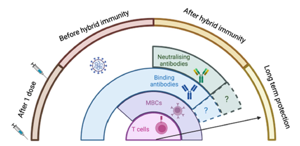 COVID-19 immune protection
