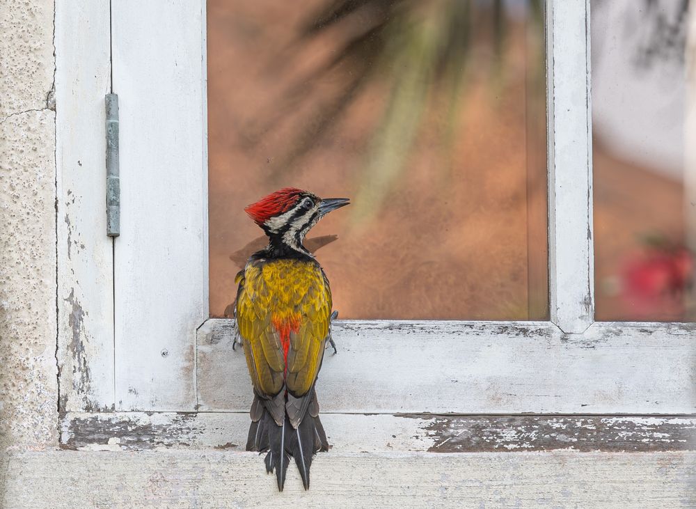 A Common Flameback woodpecker perching outside Goh Yew Lin's neighbour’s window in 2023