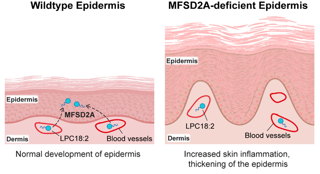 MFSD2A is required for the uptake of LPCs containing linoleic acid (LPC18:2) from the blood for normal development of the epidermis.