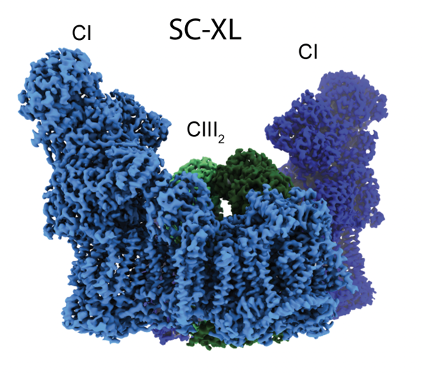 SC-XL: A specialized respiratory supercomplex that improves respiratory efficiency and protects against mitochondrial stress. // Credit: Lena Ho &amp; James Letts