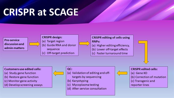 CRISPR service workflow CRISPR service workflow