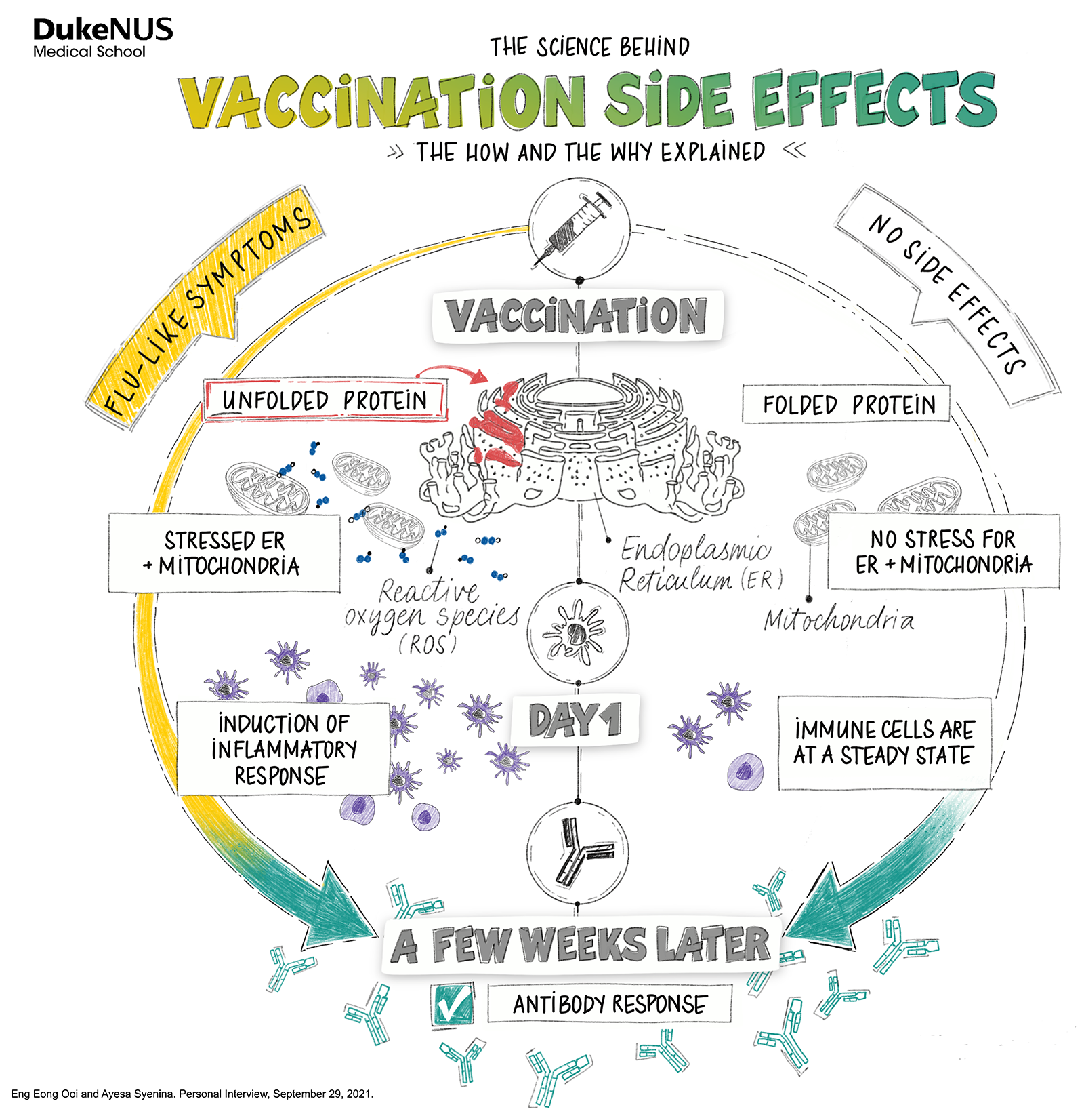 The science behind vaccination side effects